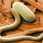 Nepozvani gosti u vrtiću: Koje bolesti najčešće kruže među djecom?